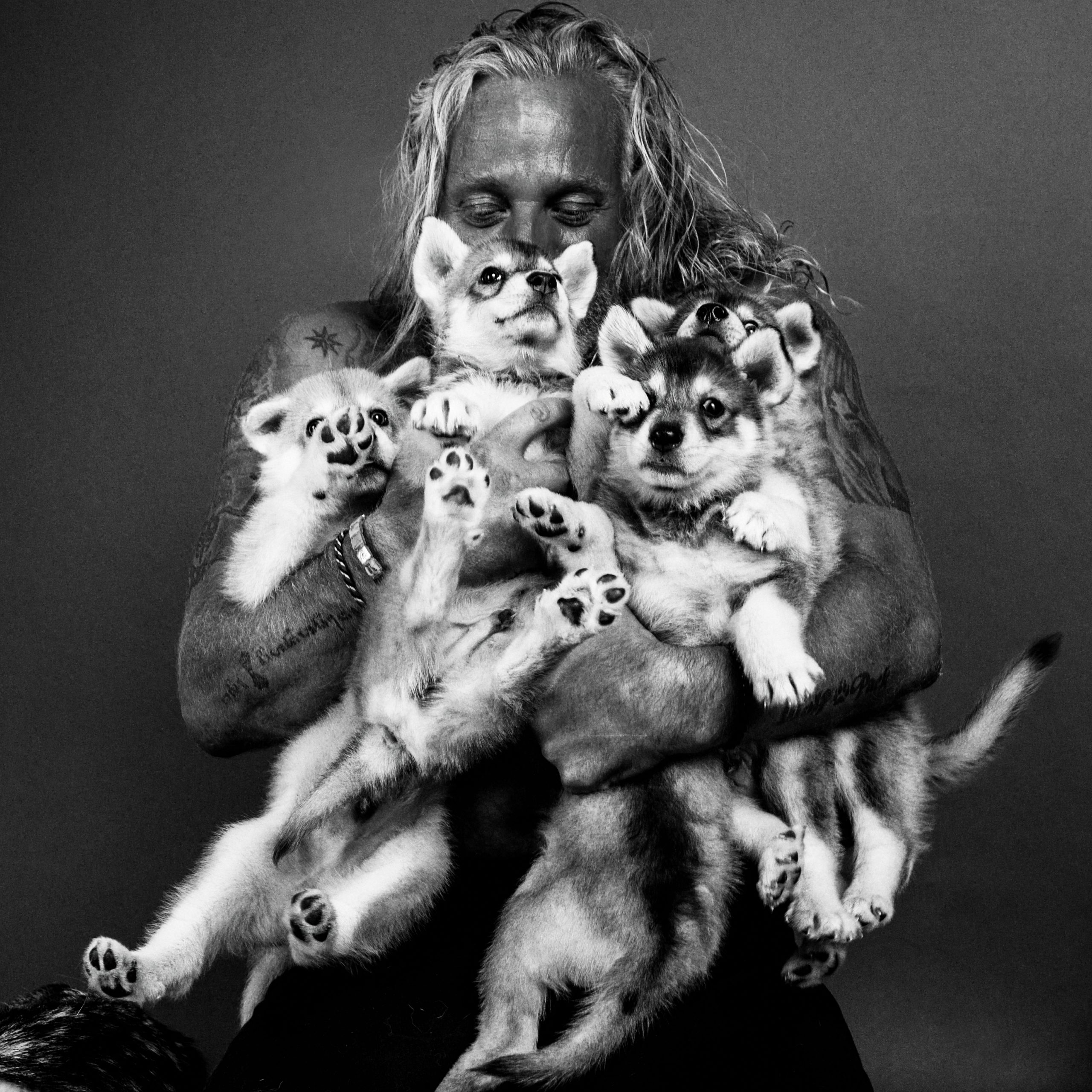 Wolves Feeding Experience