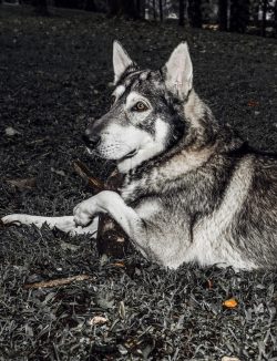 Alpha Wolf Lodge Bali - Ethical Wolf Sanctuary Experience in Bali