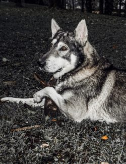 Alpha Wolf Lodge Bali - Ethical Wolf Sanctuary Experience in Bali