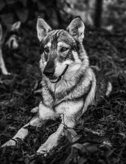 Alpha Wolf Lodge Bali - Ethical Wolf Sanctuary Experience in Bali