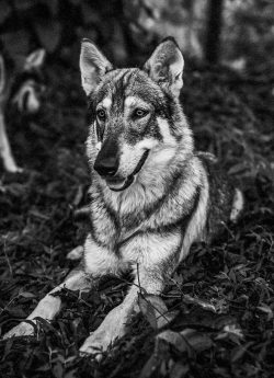 Alpha Wolf Lodge Bali - Ethical Wolf Sanctuary Experience in Bali