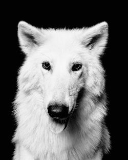 Alpha Wolf Lodge Bali - Ethical Wolf Sanctuary Experience in Bali