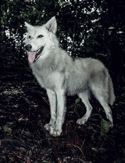 Alpha Wolf Lodge Bali - Ethical Wolf Sanctuary Experience in Bali