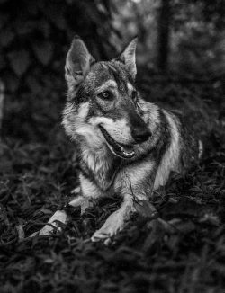 Alpha Wolf Lodge Bali - Ethical Wolf Sanctuary Experience in Bali