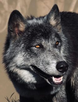 Alpha Wolf Lodge Bali - Ethical Wolf Sanctuary Experience in Bali