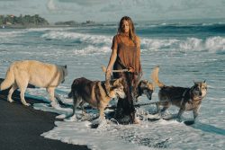 Alpha Wolf Lodge Bali - Ethical Wolf Sanctuary Experience in Bali