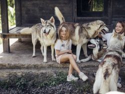 Alpha Wolf Lodge Bali - Ethical Wolf Sanctuary Experience in Bali