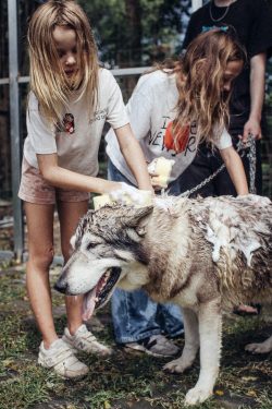 Alpha Wolf Lodge Bali - Ethical Wolf Sanctuary Experience in Bali