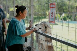 Alpha Wolf Lodge Bali - Ethical Wolf Sanctuary Experience in Bali