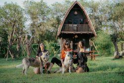 Alpha Wolf Lodge Bali - Ethical Wolf Sanctuary Experience in Bali