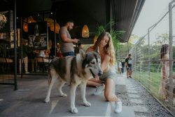 Alpha Wolf Lodge Bali - Ethical Wolf Sanctuary Experience in Bali