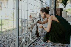 Alpha Wolf Lodge Bali - Ethical Wolf Sanctuary Experience in Bali
