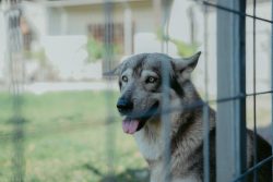 Alpha Wolf Lodge Bali - Ethical Wolf Sanctuary Experience in Bali