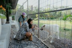 Alpha Wolf Lodge Bali - Ethical Wolf Sanctuary Experience in Bali