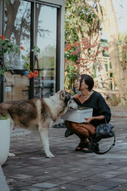 Alpha Wolf Lodge Bali - Ethical Wolf Sanctuary Experience in Bali