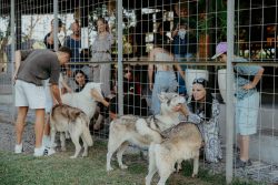 Alpha Wolf Lodge Bali - Ethical Wolf Sanctuary Experience in Bali