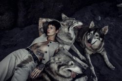 Alpha Wolf Lodge Bali - Ethical Wolf Sanctuary Experience in Bali